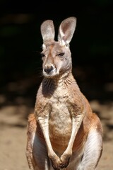 A kangaroo is standing on its hind legs, isolated on a black background. The kangaroo is looking at the camera with a neutral expression. It has brown fur and a light-colored belly and paws.