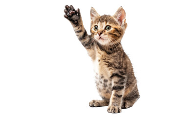 Obraz premium Kitten standing on hind legs waving one paw, isolated on white background