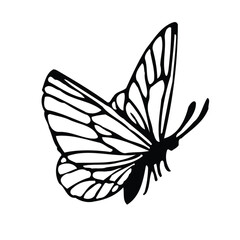 Black butterfly vector illustration