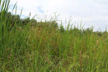 green grass and blue sky