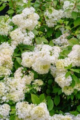 This stock image features white hydrangea flowers in bloom against a lush green background. The delicate petals and vibrant colors beautifully highlight nature, ideal for floral-themed projects.