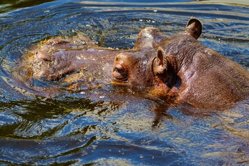 Fototapeta premium A large hippopotamus is resting in the water with its eyes closed, enjoying the warm sun and the serene environment, surrounded by lush greenery and the gentle ripples of the water.