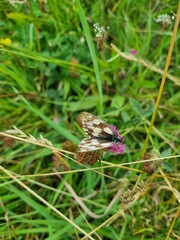 butterfly on a grass