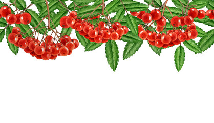 Rowanberry seamless border. Rowan tree border with red berries, green leaf watercolor botanical vintage style illustration. Summer time organic natural rowanberry decor element on white background