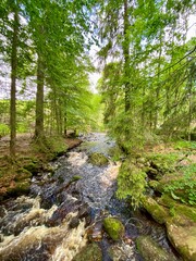Obraz premium Reißender Fluss im Wald