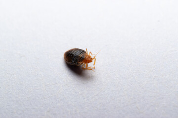 bedbug