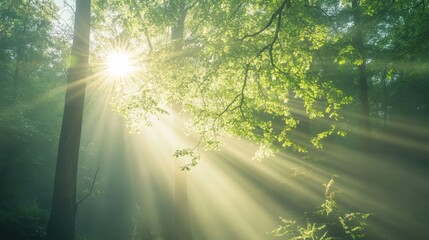 Obraz premium Sunlight Through Forest Canopy