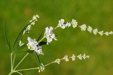 Close up of white flowers of Chasteberry, Abraham's balm, lilac chastetree, monk's pepper (Vitex agnus castus 'Alba'). Family Lamiaceae. Blurred Dutch garden, Summer