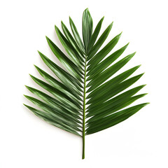 Single tropical palm leaf isolated on white background