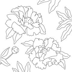 Outline of flowers on white background. Peonies and leaves with simple line, square vector illustration for design or coloring book.