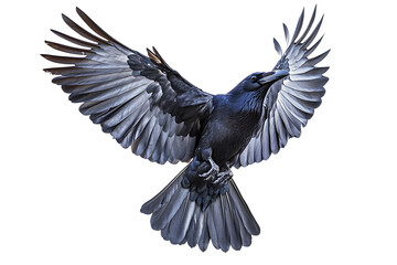 Fototapeta premium Beautiful black raven, crow in flight isolated on white background