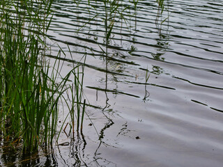 Dichter grüner Schilfgürtel am Ufer des klaren Waldsees mit sanften Wellen, Liepnitzsee, Naturpark Barnim, Brandenburg, Deutschland