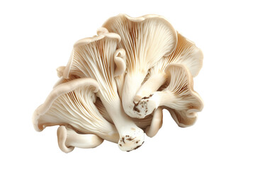Fototapeta premium Closeup of Oyster mushroom showing its textured cap and stem isolated on a white background. Concept of fungi and nature