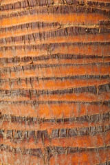 Close-up of a palm  trunk
