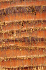 Close up of a palm  trunk