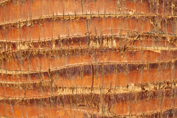 Close up of a palm  trunk