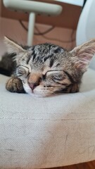 Charming Tabby Kitten on a Cozy Beige Chair