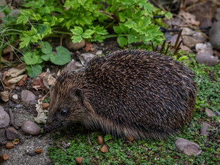 European Hedgehog (Erinaceus europaeus) © Rob Steward
