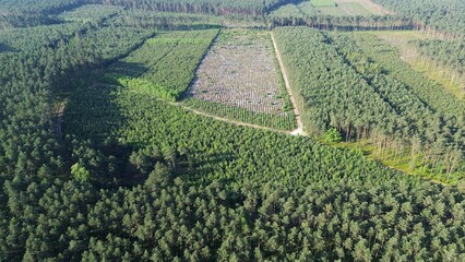 Lush Forest Undergoing Reforestation from Above