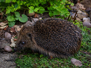 European Hedgehog (Erinaceus europaeus) © Rob Steward