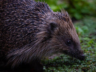 European Hedgehog (Erinaceus europaeus) © Rob Steward
