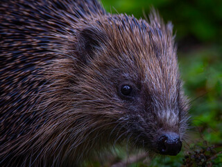 European Hedgehog (Erinaceus europaeus) © Rob Steward