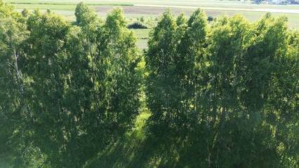 Scenic Aerial Perspective of Dense Forest