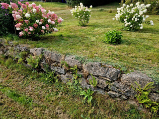 large Hydrangea with strong branches and big flowers that turn from white to pink during the season, hardy 