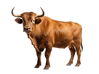 a brown bull isolated on transparent and white background