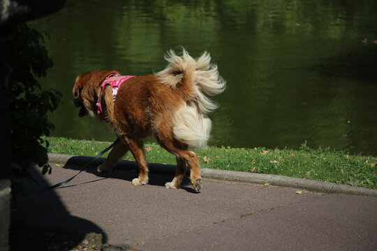 Chien en laisse en promenade dans un parc