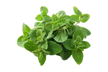 Fresh oregano green leaves isolated on a white transparent background. Culinary herb concept.