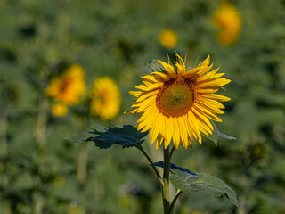 Common Sunflower (Helianthus annuus)