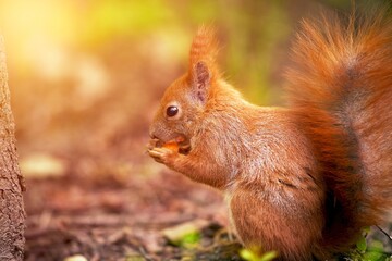Red squirrel in woods. Standing on ground. Bathed in sunlight. Green foliage.