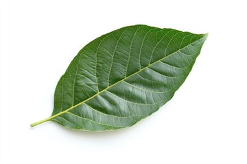 Obraz premium Single Green Leaf on White Background