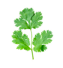 Top view of fresh green coriander leaf isolated on white background