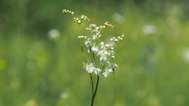 White flowers of Fern-leaf dropwort plant, Filipendula vulgaris, with honey bees on a meadow in summer