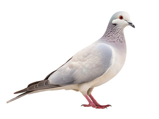 Obraz premium A dove isolated on transparent and white background