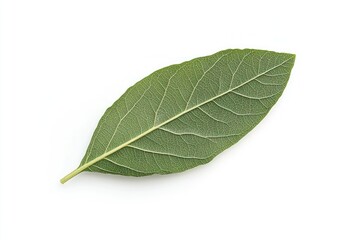 Fototapeta premium Green Leaf Isolated on White Background