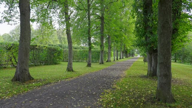 Green trees in park. Empty alley wind blowing through leaves. Gravel path into distance. Clean nature