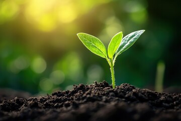 Fototapeta premium New Life Emerging from the Soil