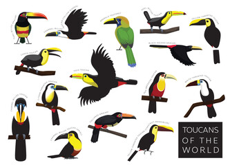 Birds Toucans of the World Set Cartoon Vector Character