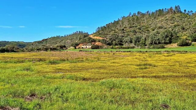 Yellow flowers on the way from Troviscais to the River Mira flowing Into the Atlantic Ocean, Troviscais, Vicentine Coast Natural Park Portugal, Rota Vicentina Coast. The Fisherman Trail