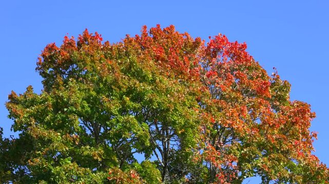 Season changing color from green to yellow orange and red leaf. Yellowing foliage in autumn change colour under blue sky. tall tree wind blowing through leaves. Seasons shifting from sumer to fall