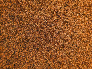 Beautiful wheat field with golden ears