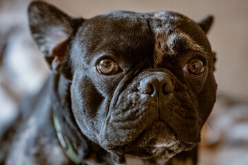 portrait of a black french bulldog