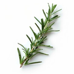 Obraz premium A close up photography of a single branch of rosemary on white background
