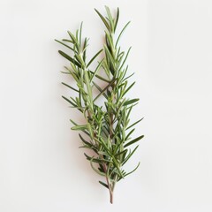 Fototapeta premium A close up photography of a single branch of rosemary on white background