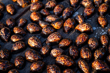Humpback, mourning or chocolate cowry (Mauritia mauritiana) is a species of tropical sea snail, a marine gastropod mollusc. Collection of smooth and shiny dark brown shells  with large yellow dots.
