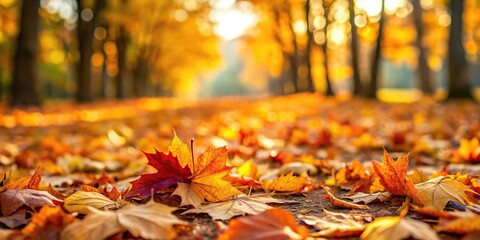 Autumn leaves on the ground, long shot of falling leaves