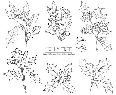 Line drawing Christmas Holly tree branches, bouquets and floral arrangements, hand drawn vector line art illustration